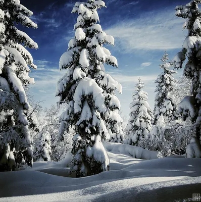 Let it snow: самые снежные страны | MARIECLAIRE
