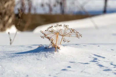 Впечатляющие зимние фотографии со снегом