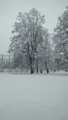 Привлекательные виды зимы с белоснежным снегом