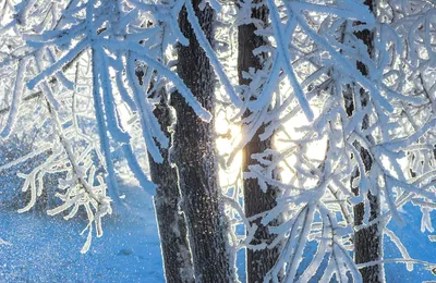Фотография зимнего снежного чуда