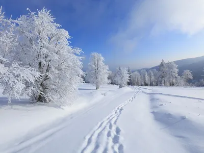 Картина снежной зимы