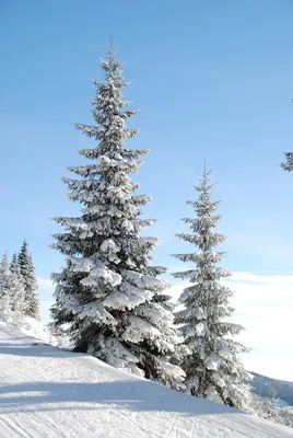 Превосходные картинки зимнего пейзажа со снегом
