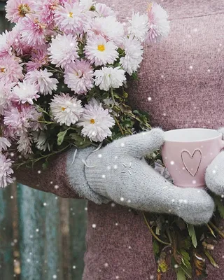 Цветы и чашка. Зима. Цветы. Хризантемы. Розовый. Эстетика. | Цветок, Зимние  цветы, Хризантемы