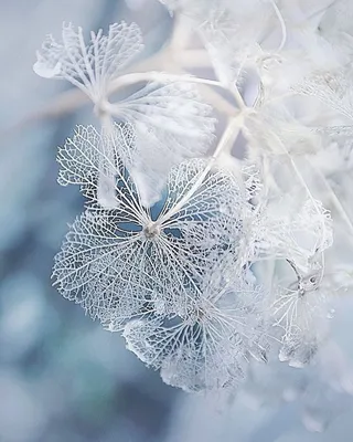 Зимние цветы | Пикабу