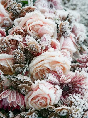 Какие цветы цветут зимой – ТОП 13 красивых - Дача. Сад. Огород.