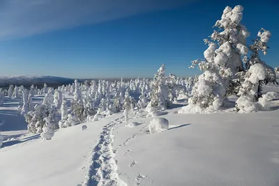 Новый год в Финляндии 2024: финны знают толк в сказочном зимнем отдыхе -  Туроператор Nordic Travel