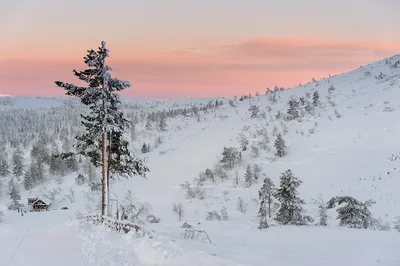 Зимний лес. Финляндия. :: Александр Полутин – Социальная сеть ФотоКто