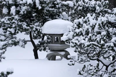 Япония Зима Идет Снег Парк - Бесплатное фото на Pixabay - Pixabay