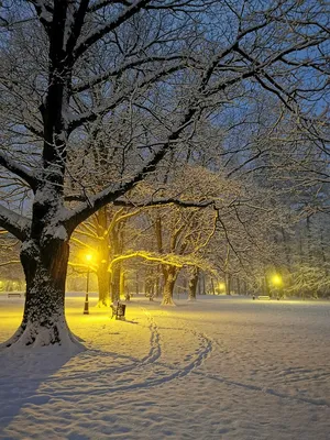 Файл:Зима в Измайловском парке.JPG — Википедия