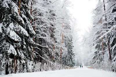 Фотография Чехия Brno зимние Природа парк снега Вечер Скамейка