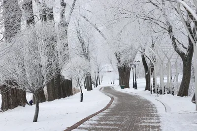 Павловский парк зимой | Пикабу