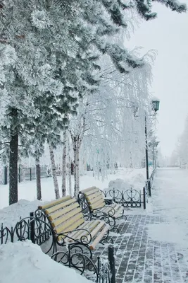 Зимний парк :: Анатолий Колосов – Социальная сеть ФотоКто