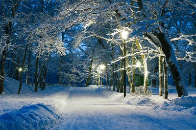 Зима в парке Монрепо