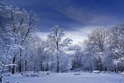 Картинки зимний парк на телефон (69 фото) » Картинки и статусы про  окружающий мир вокруг