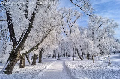 Зима в парке Патриот фотогалерея - парк Патриот