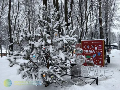 Зимний Городской Парк Пейзаж Морозные Деревья Покрытые Снегом В Парке Снег  Падает Фон — стоковые фотографии и другие картинки Pinaceae - iStock
