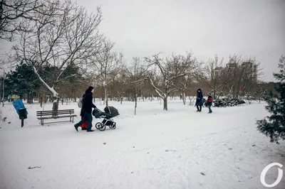 Зима в субтропиках: как спасают растения в парке “Южные культуры” |  Кавказский государственный природный биосферный заповедник имени  Х.Г.Шапошникова