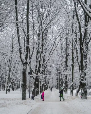 Сказочная зима в Шуваловском парке. Санкт-Петербург. | Между делом -  безделье | Дзен
