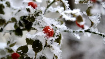 Картинка Россия зимние Природа снеге Здания Деревья Времена года