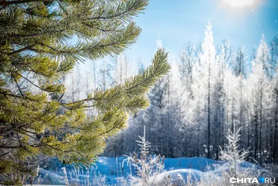 Ожидается похолодание до минус 30 °C: в этом регионе России зима наступит  раньше времени — готовьте шапки