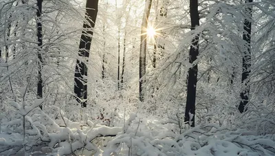 Сокровенные открытки и радостные стихи в День зимнего солнцестояния 22  декабря для россиян