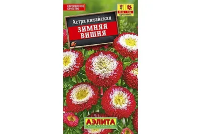 Астра Зимняя вишня, семена – купить в питомнике \"КСП\" с доставкой по России