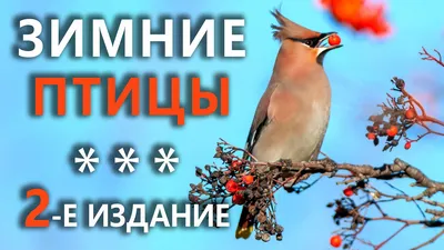 Остаёмся зимовать: новое видео про всех зимних птиц Европейской части  России « Fotoparus