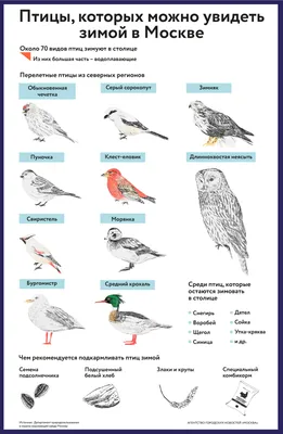 Какие птицы остаются зимовать? — Видео | ВКонтакте