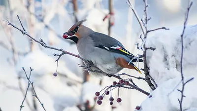 What birds stay for the winter? - YouTube