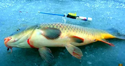 Зимние удочки - купить удилище для зимней рыбалки в Иркутске