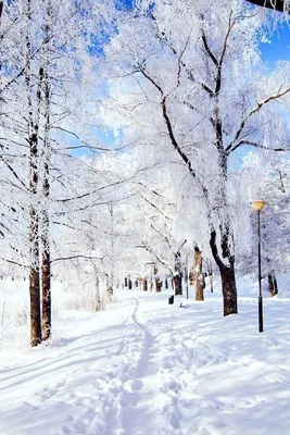 Зимние картинки на телефон на заставку скачать бесплатно (53 фото) ⋆  GifFun.ru