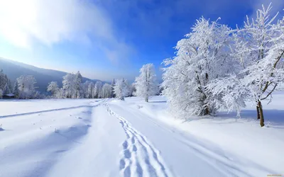 Зимний красивые фото природы зимой фотографии