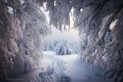 Зимний лес может быть опасен