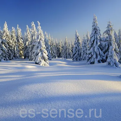 Ночной зимний лес | Winter scenery, Winter landscape, Scenery