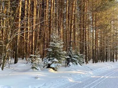 Картина Зимний лес, художник Вадим Зайнуллин