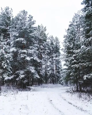 Зимний лес - Реализм