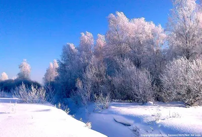 Картина маслом зимний лес, Красивый лес, Лесные животные, Зимний пейзаж  маслом, Закат в лесу №169145 - купить в Украине на Crafta.ua