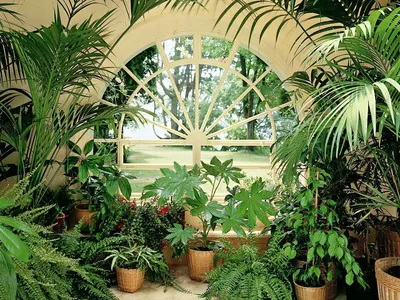Тропические растения и другие виды в зимнем саду, советы оформления