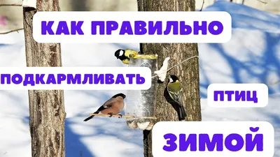 Птицы алтайского края (61 лучших фото)