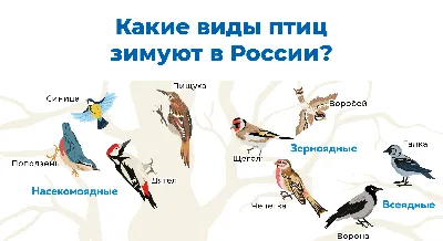 1 апреля - Международный день птиц. Алтайский краевой детский экологический  центр. АКДЭЦ v.2