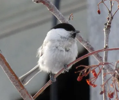 Birds of the Altai krai / Птицы Алтайского края's Journal · iNaturalist