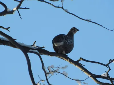 зонтик Российская зима 2022-2023's Journal · iNaturalist