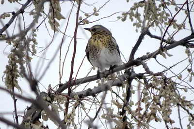 Зимние птицы алтайского края (35 фото) »