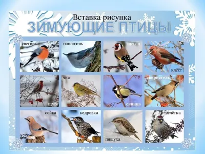 Птицы средней полосы зимой - картинки и фото poknok.art