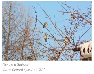 Раскраски птицы алтайского края (40 фото) » Картинки, раскраски и трафареты  для всех - Klev.CLUB