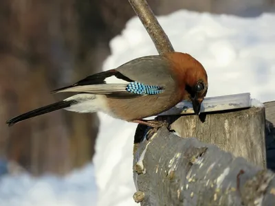 Зимующие птицы башкирии фото фотографии