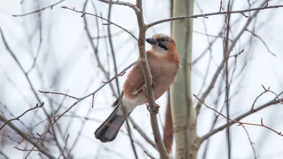 В Беларусь на зимовку: какие птицы прилетают к нам, чтобы переждать холода  | Планета Беларусь