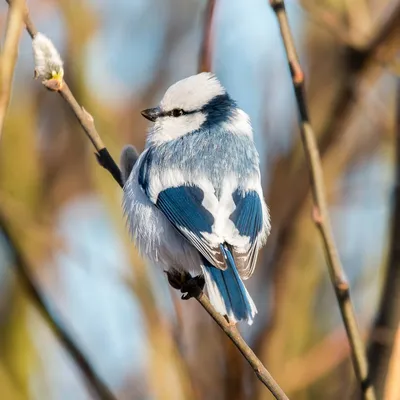 Зимующие птицы беларуси фото - сборка