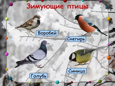 Птицы, зимующие в Беларуси_Russian.news.cn
