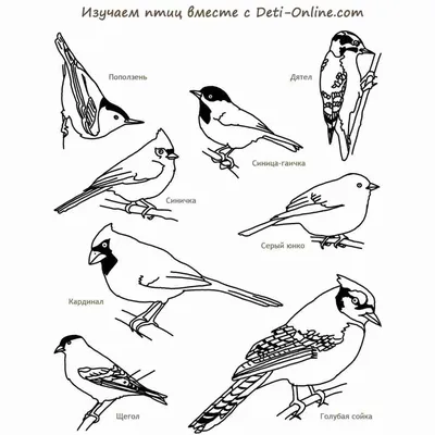 Иллюстрация Зимующие птицы в стиле компьютерная графика |